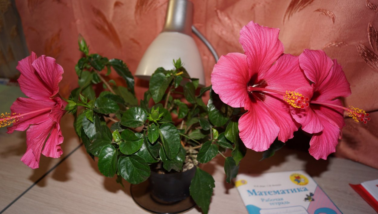 Sea of Tranquility гибискус фото