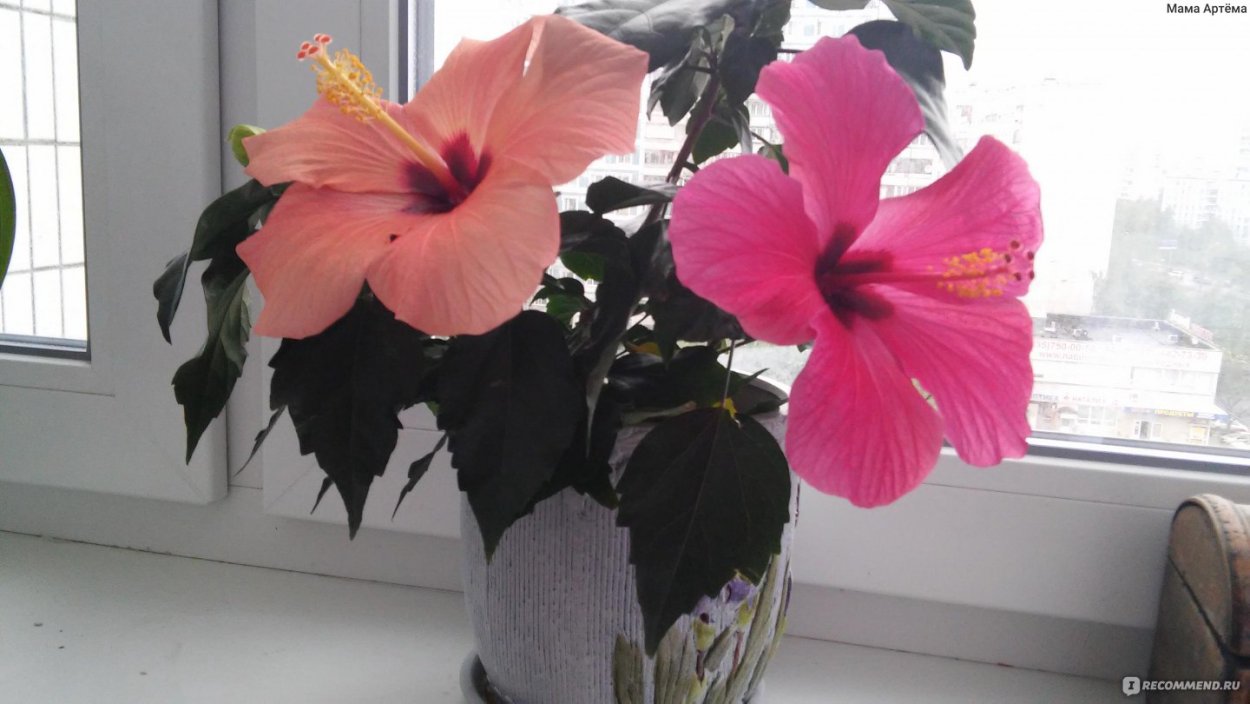 Гибискус изменчивый комнатный