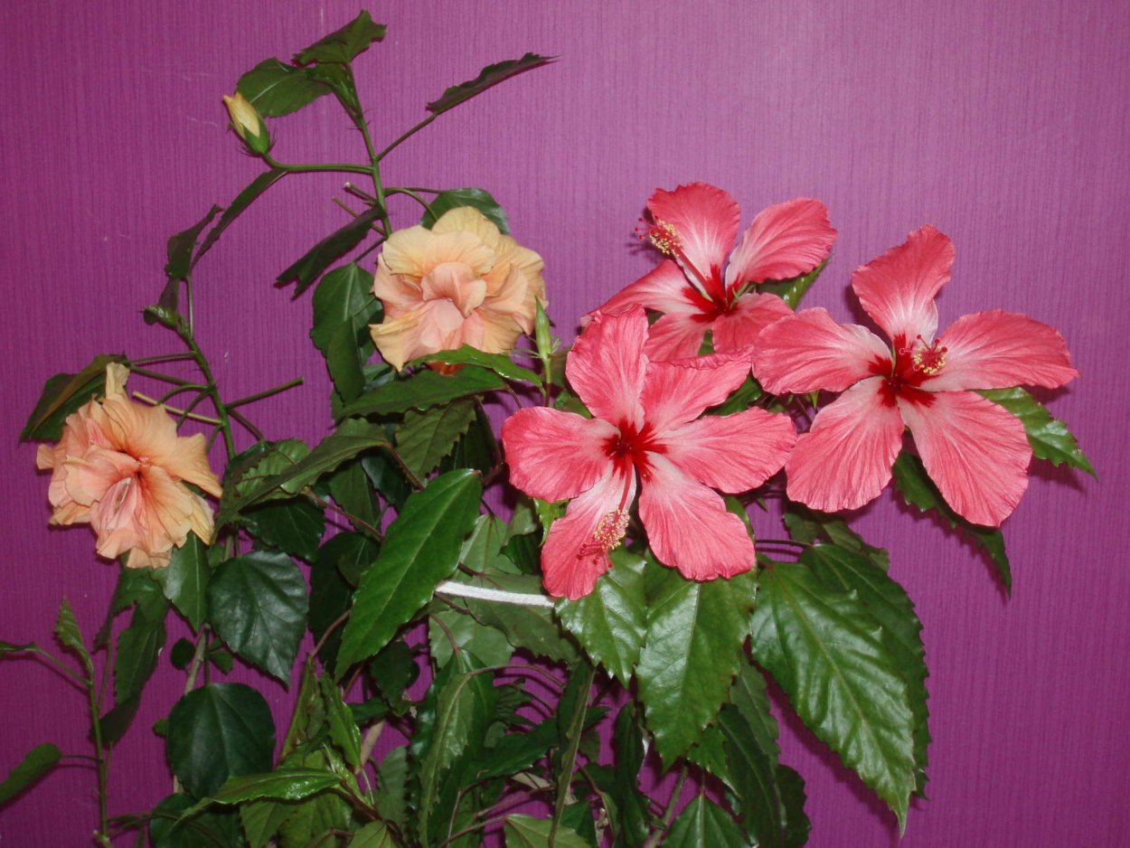 Гибискус комнатный дерево