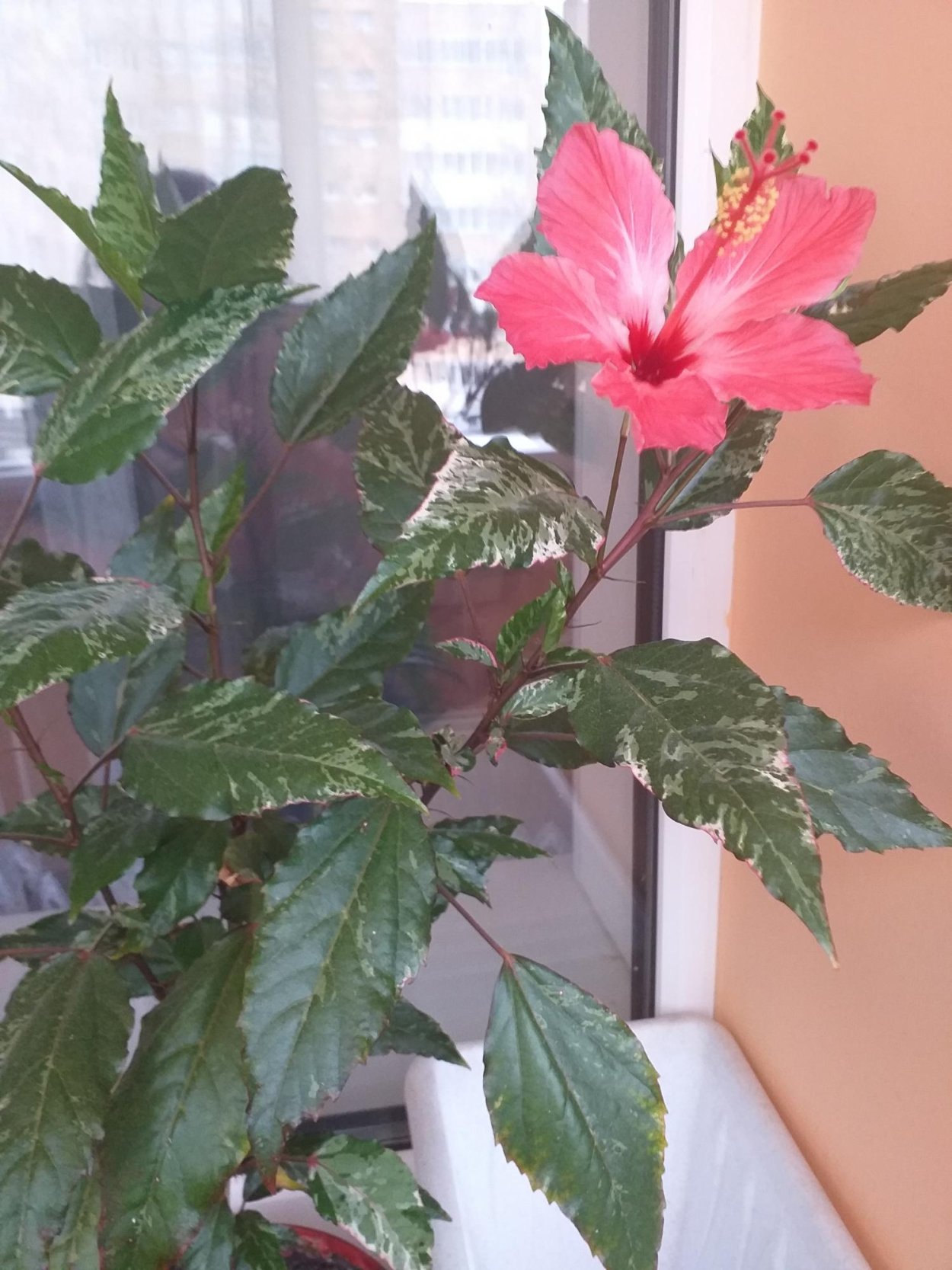 Китайская роза гибискус отростки