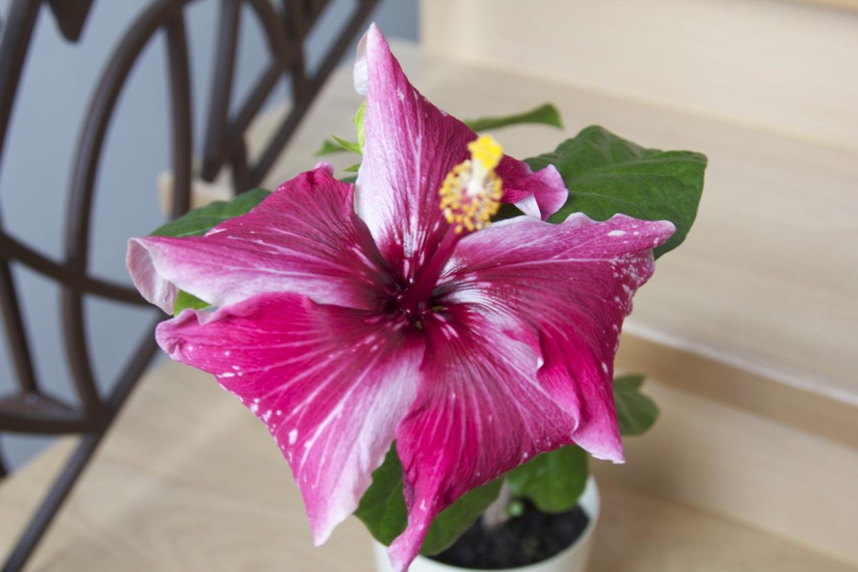 Гибискус Бенджамина