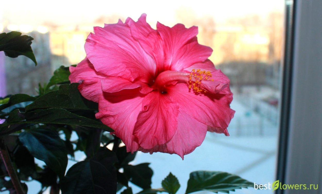 East Dragon Pride гибискус