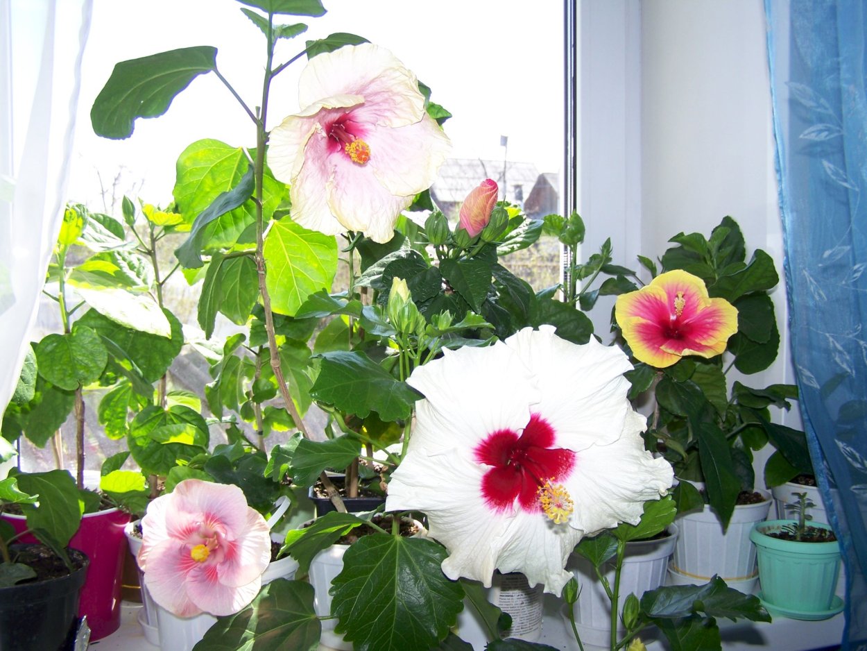 Китайская роза комнатная белая