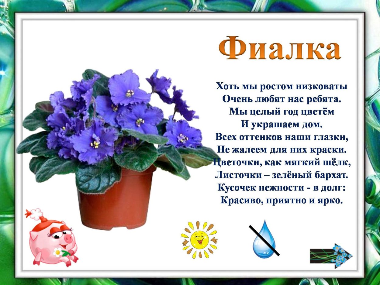 Стихи о комнатных цветах
