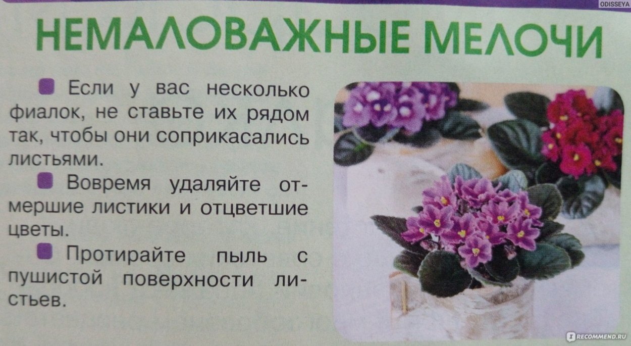 Алгоритм ухаживания за фиалкой