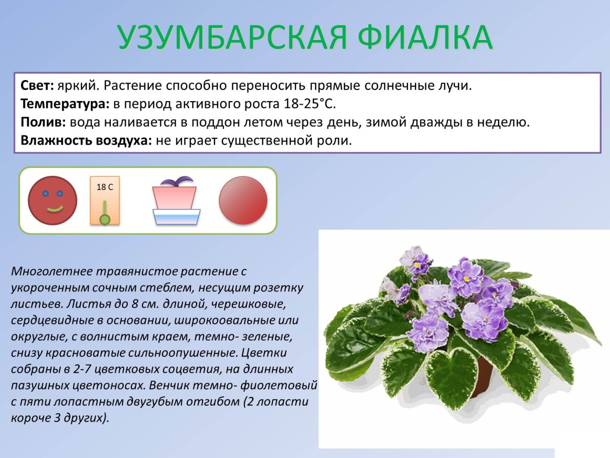 Паспорт комнатных растений фиалка