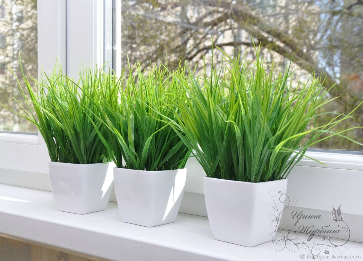 Осока в горшке Живая