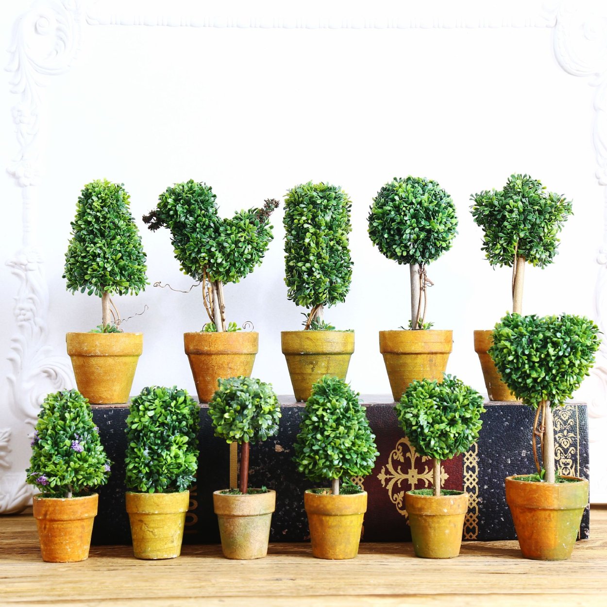 Интерьерное дерево в горшке