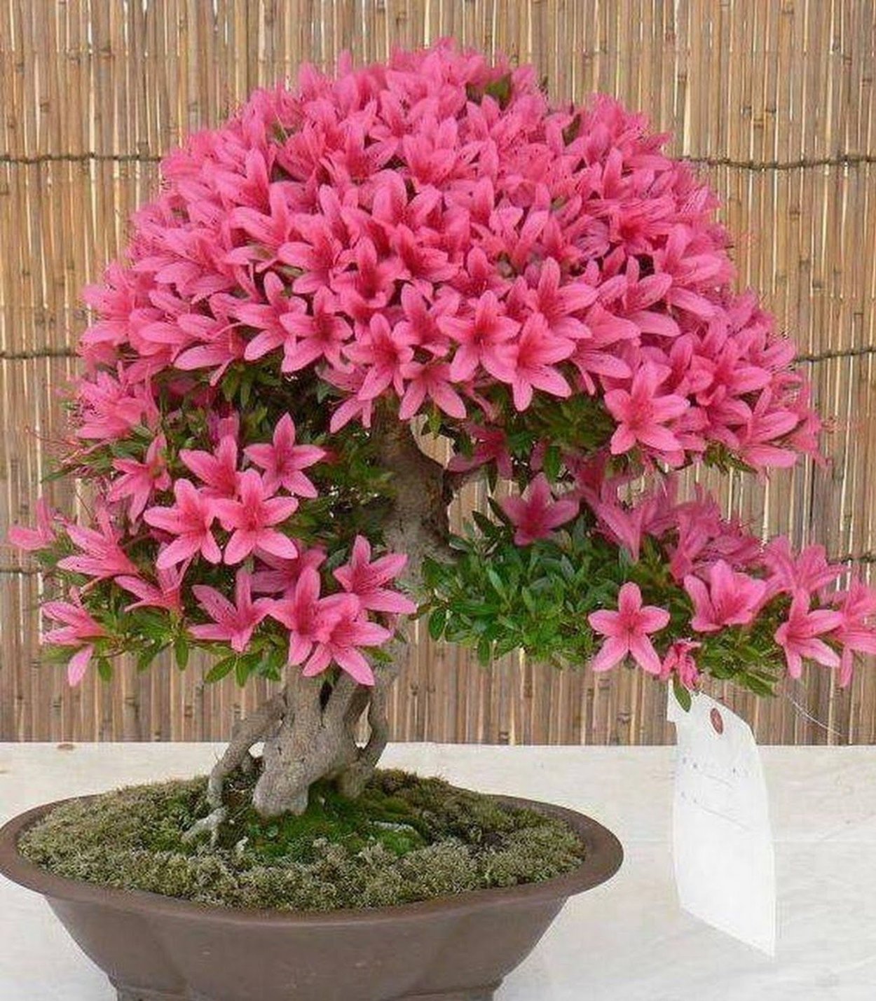 Цветок бонсай Азалия