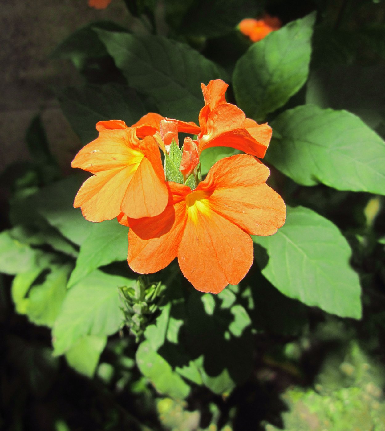 Кроссандра колючая