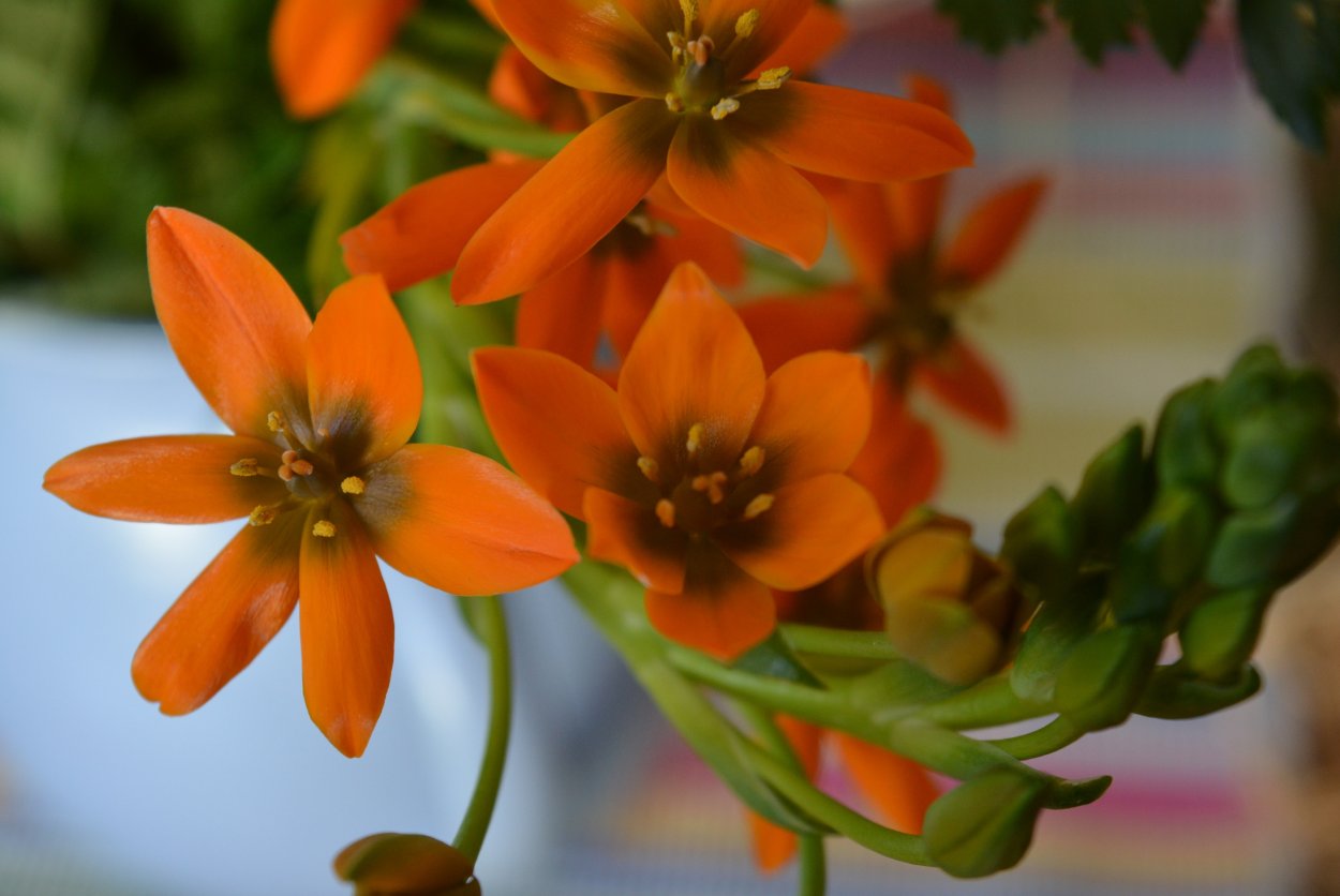 Оранжевые растения