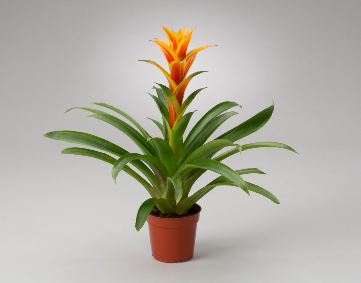 Гузмания оранж