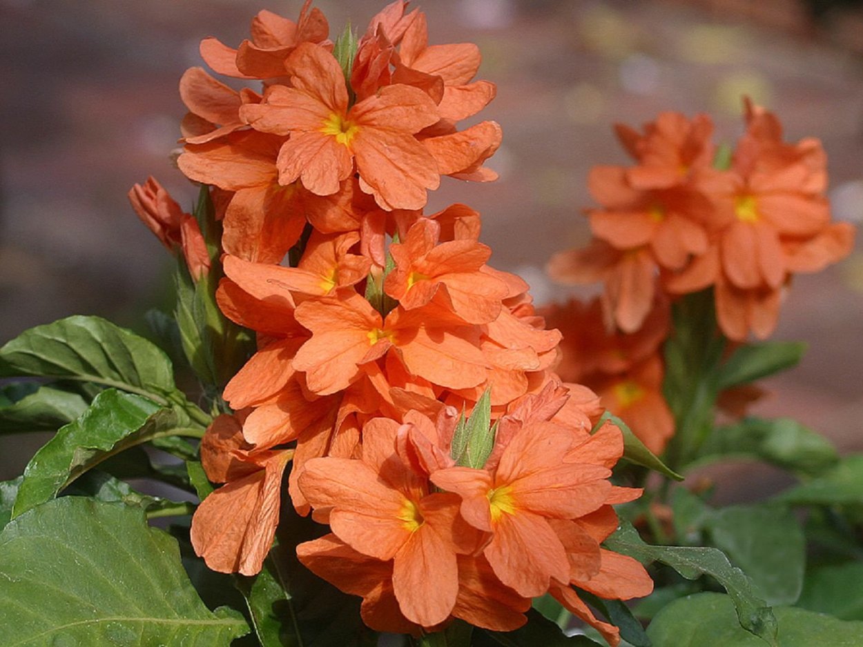 Кроссандра Тропик красная