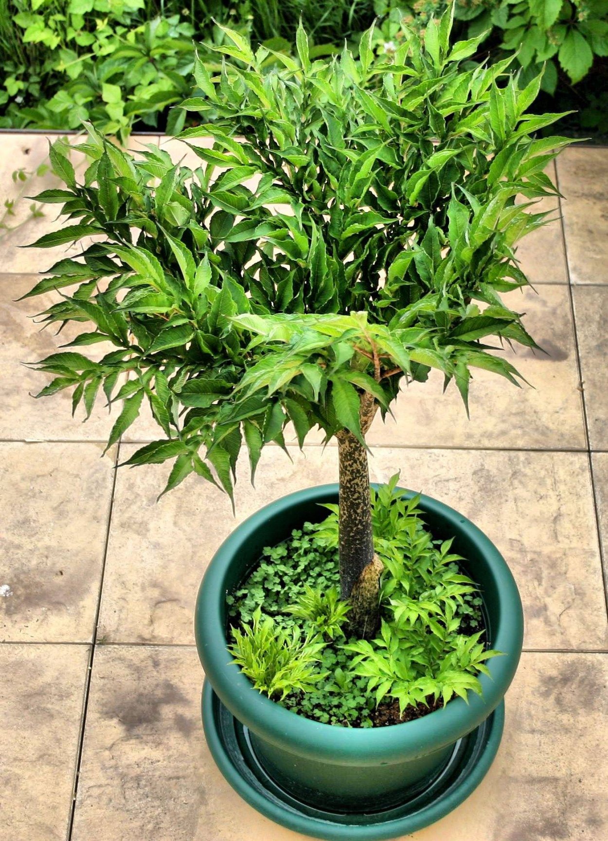 Аморфофаллус луковиценосный