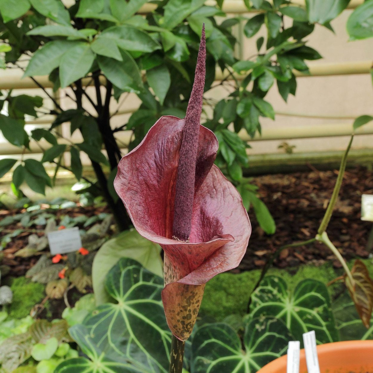 Аморфофаллус пионолистный