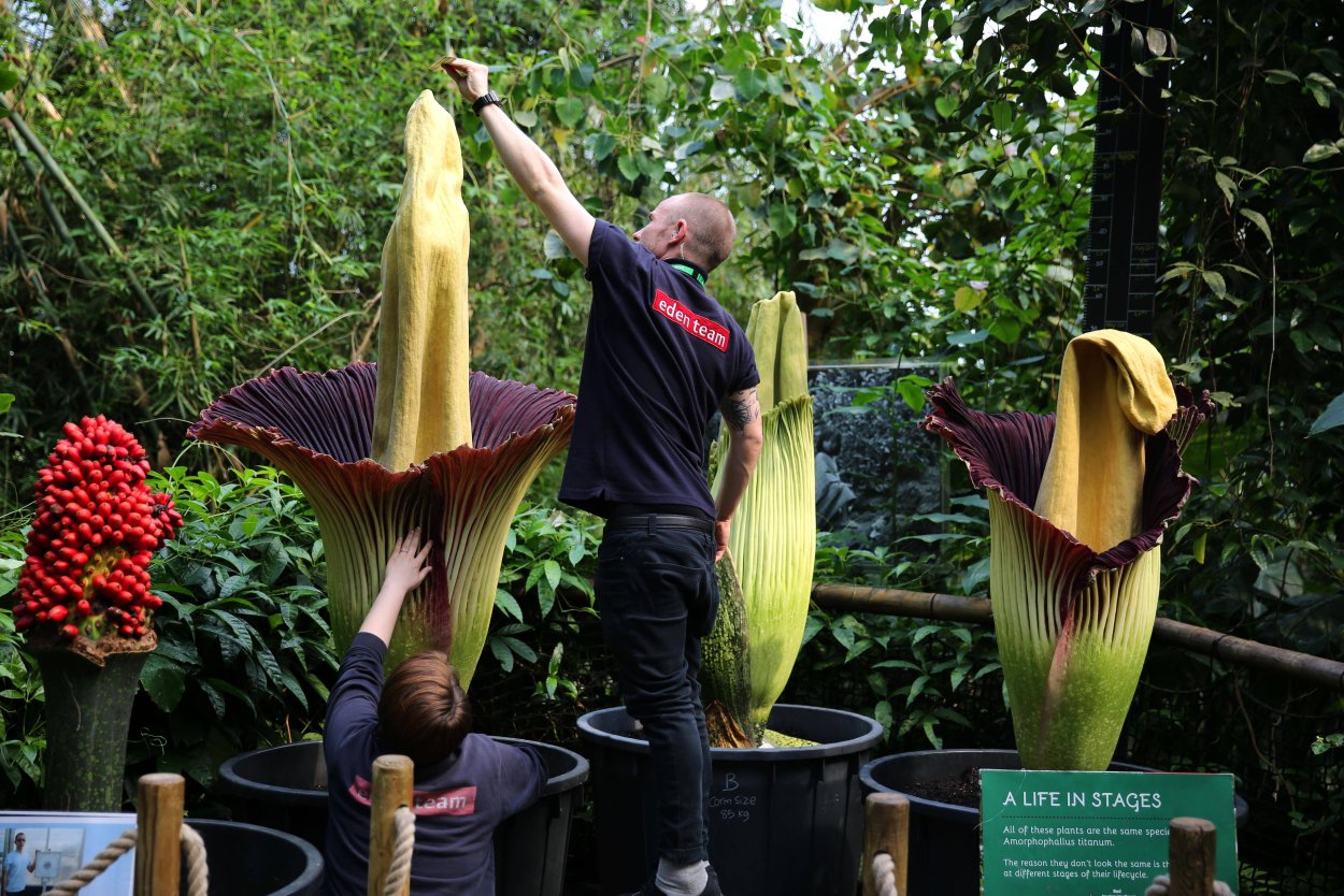 Аморфофаллус абиссинский