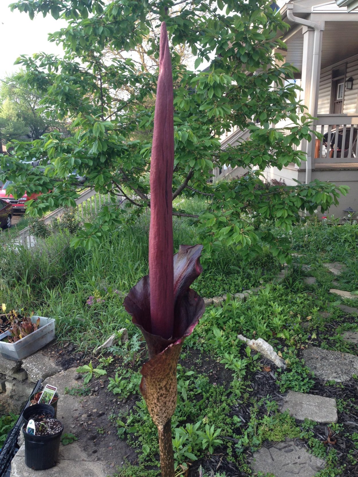 Аморфофаллус коньяк змеиная Пальма