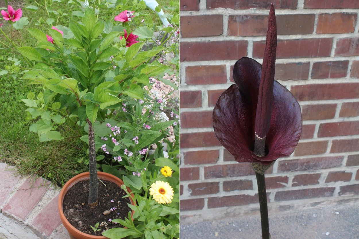 Аморфофаллус коньяк цветок