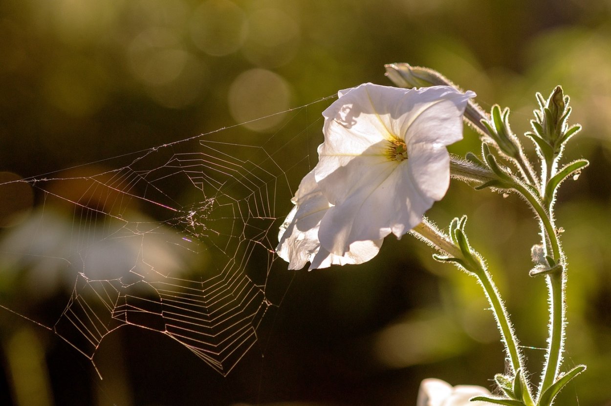 Красивые цветы в паутине Макросъемка