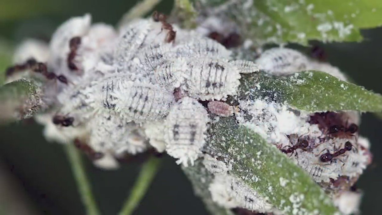 Кленовый мучнистый червец