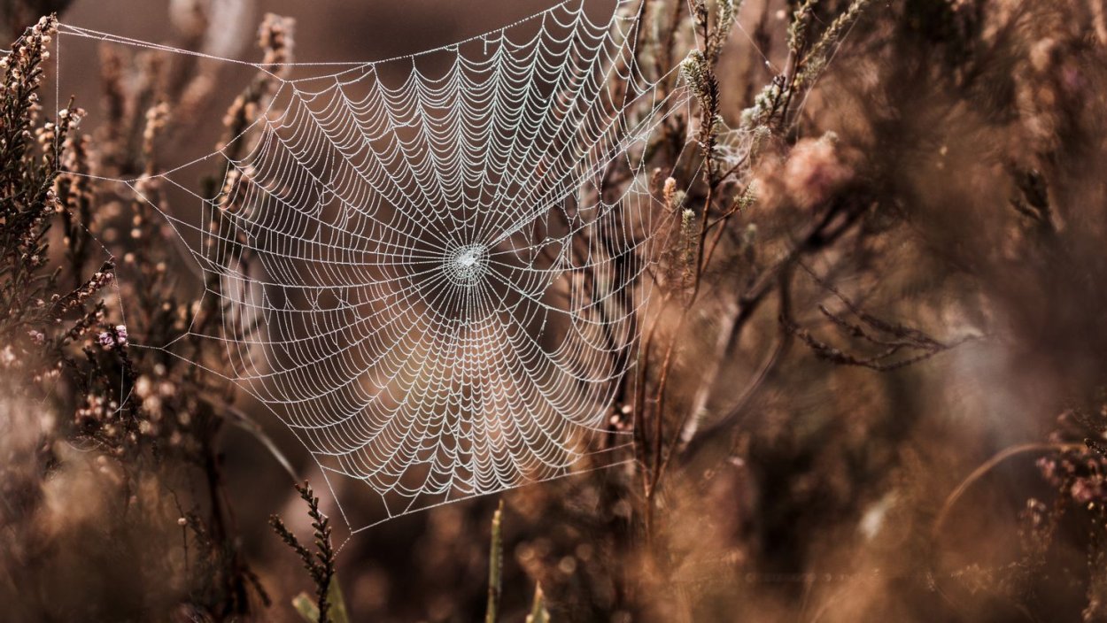 Паутина в лесу