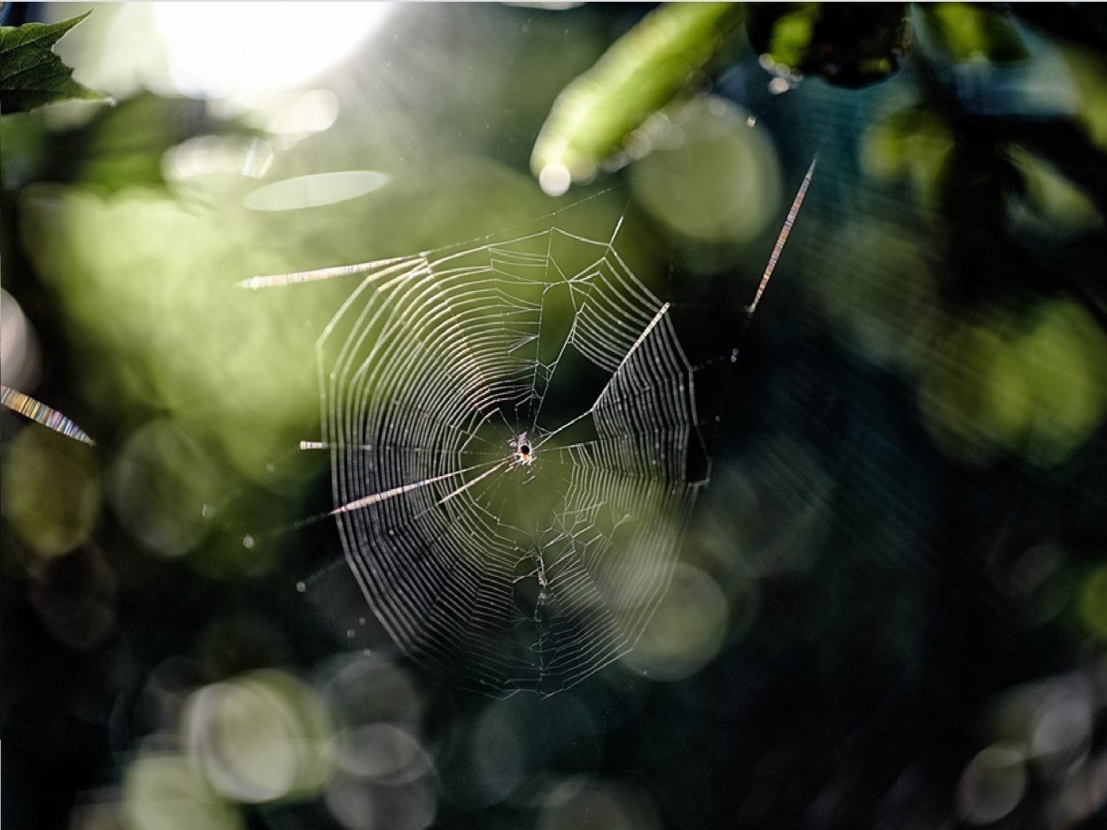 Паучина картинка