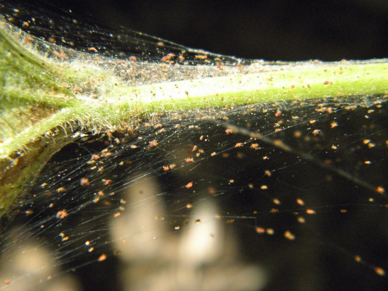 Паутинный клещ (Tetranychus urticae