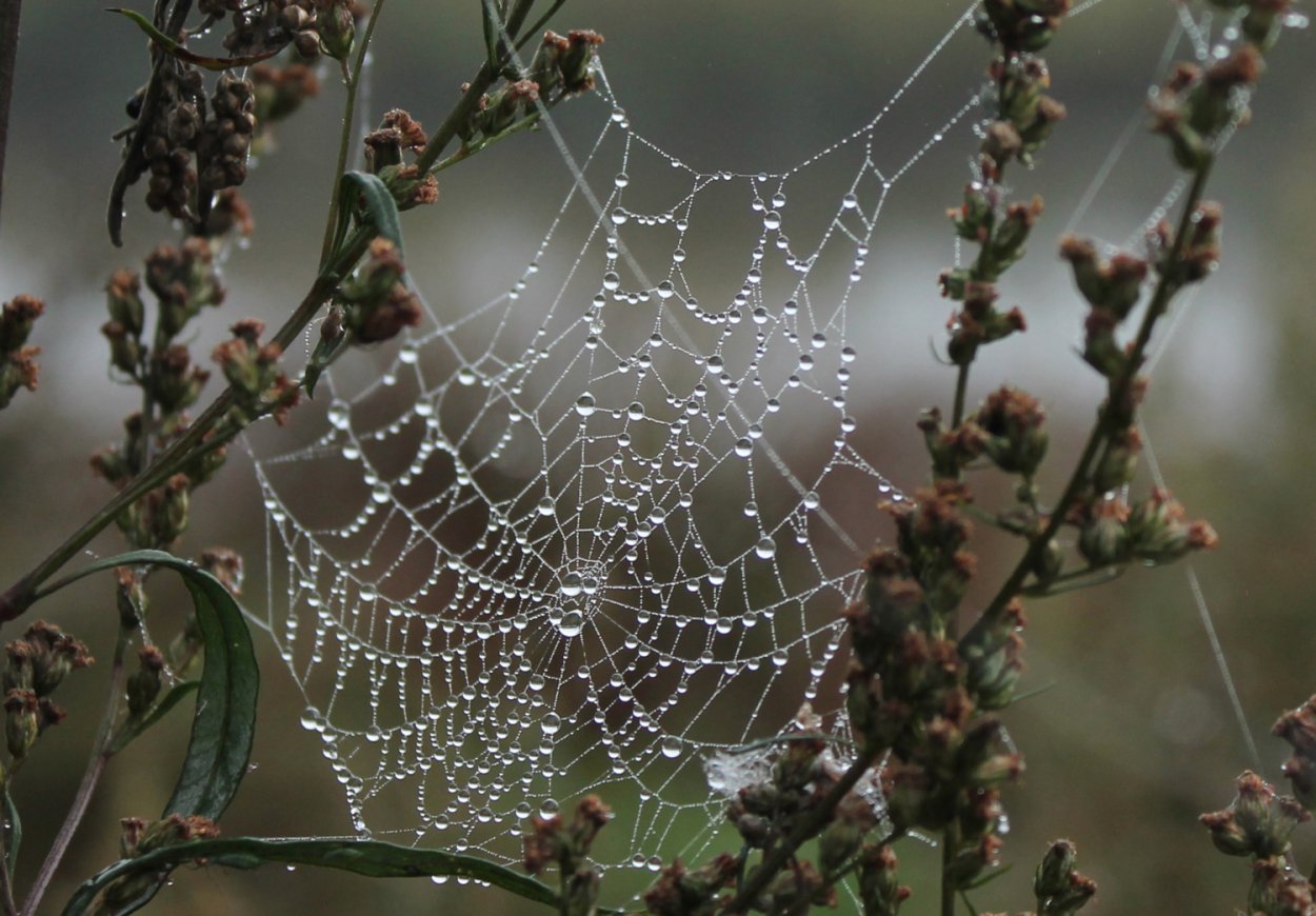 Паутинка с росой