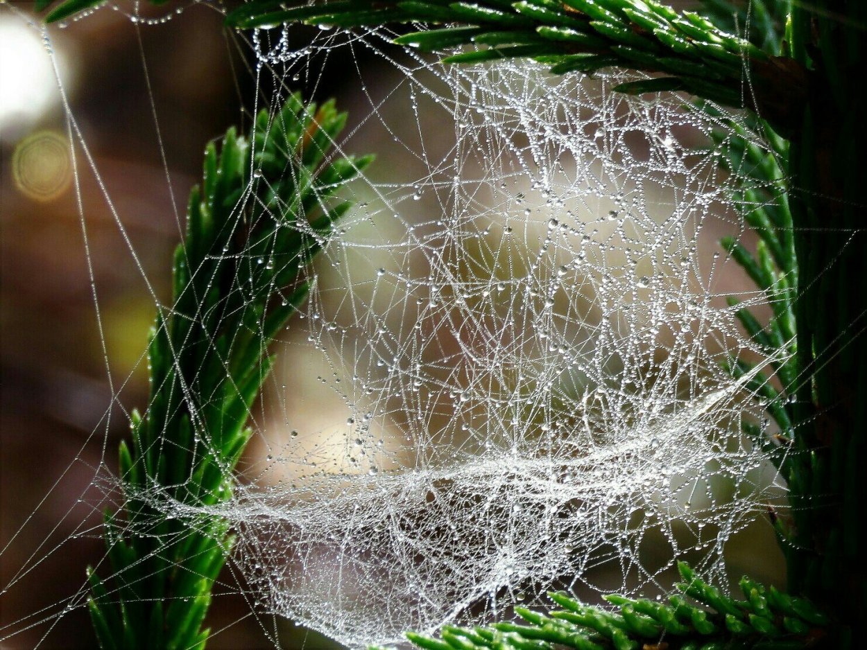 Паутина на цветке