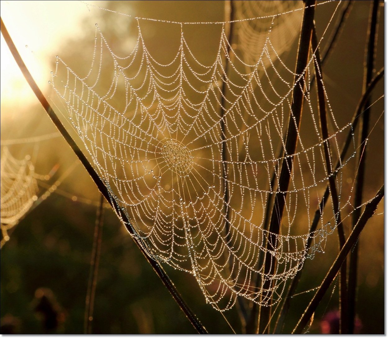 Вермишелька паутина