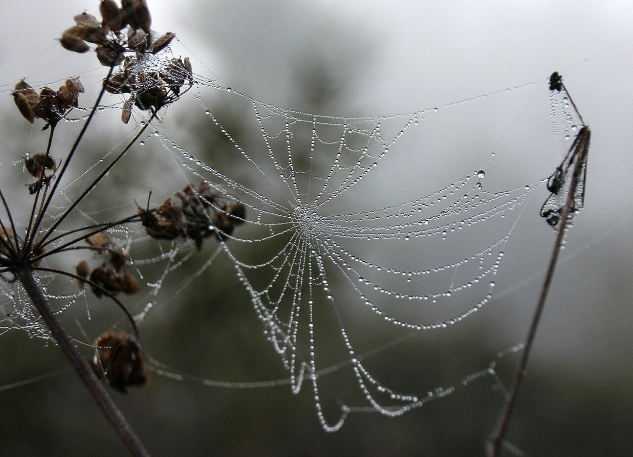 Паук на паутине
