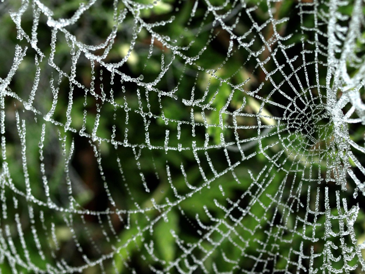 Цифровая паутина