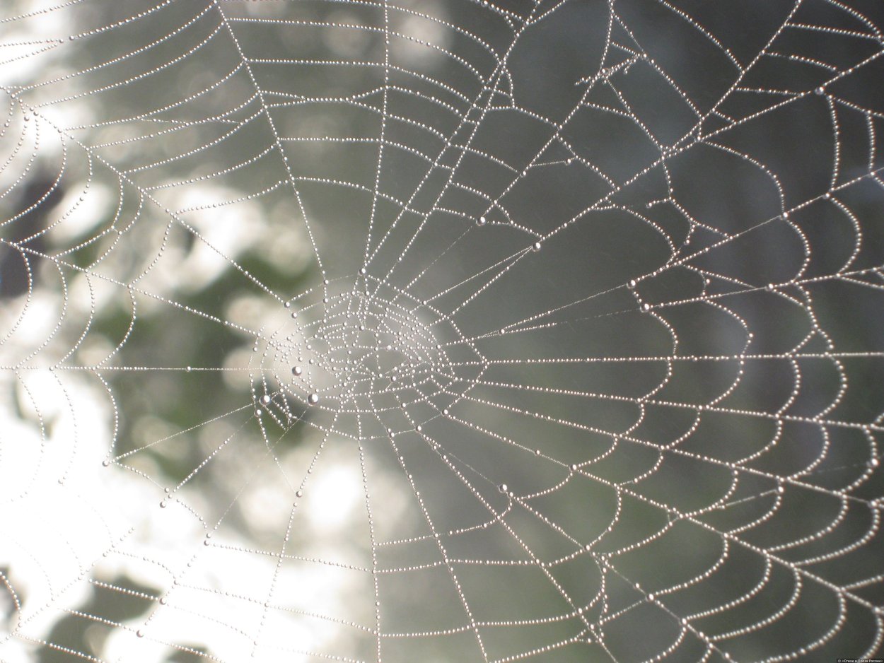 Паутинка на потолок