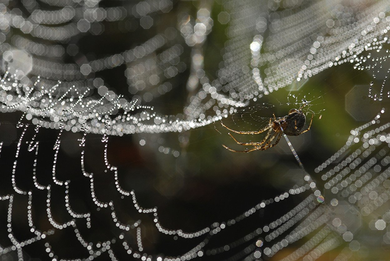 Паутина в каплях росы