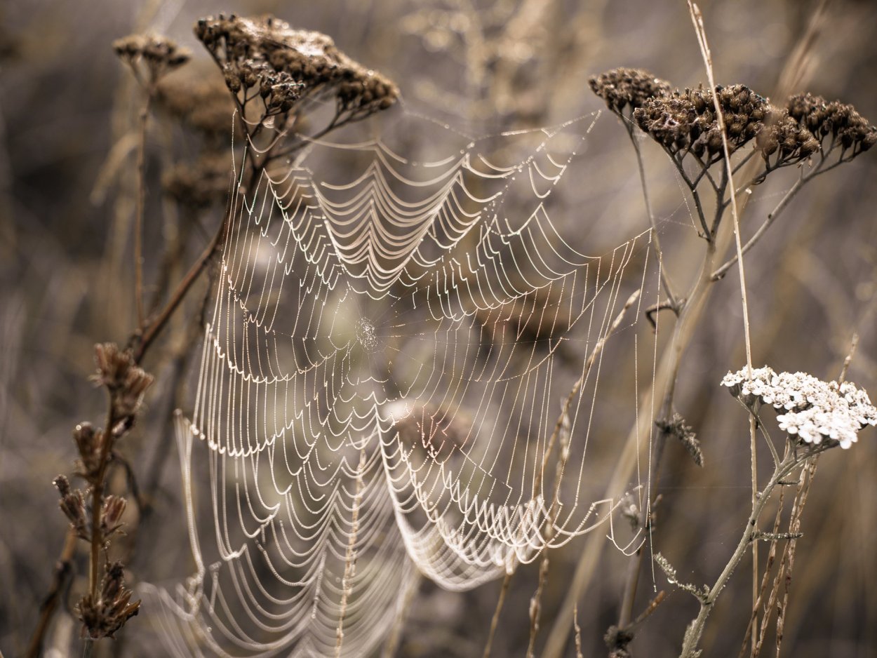 Паутина судеб