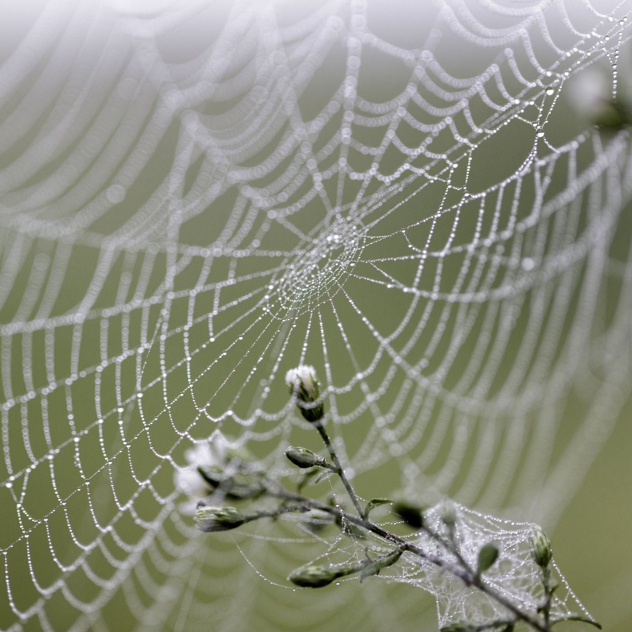 Капельки на паутине
