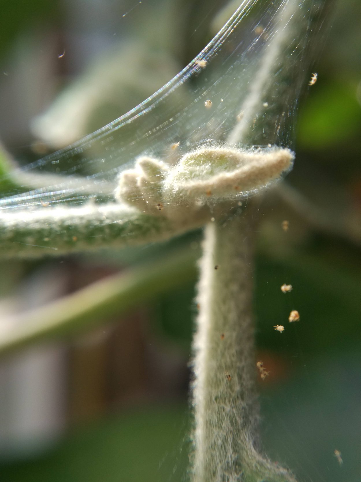 Паутинный клещ на петунии