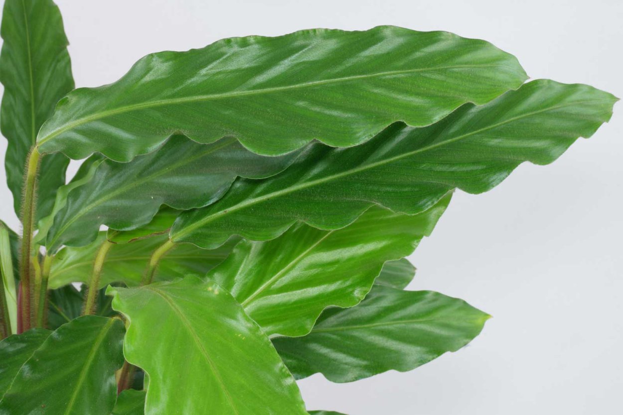 Калатея руфибарба Вэйвстар