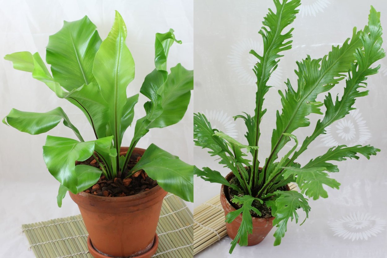 Asplenium Nidus/асплениум Нидус