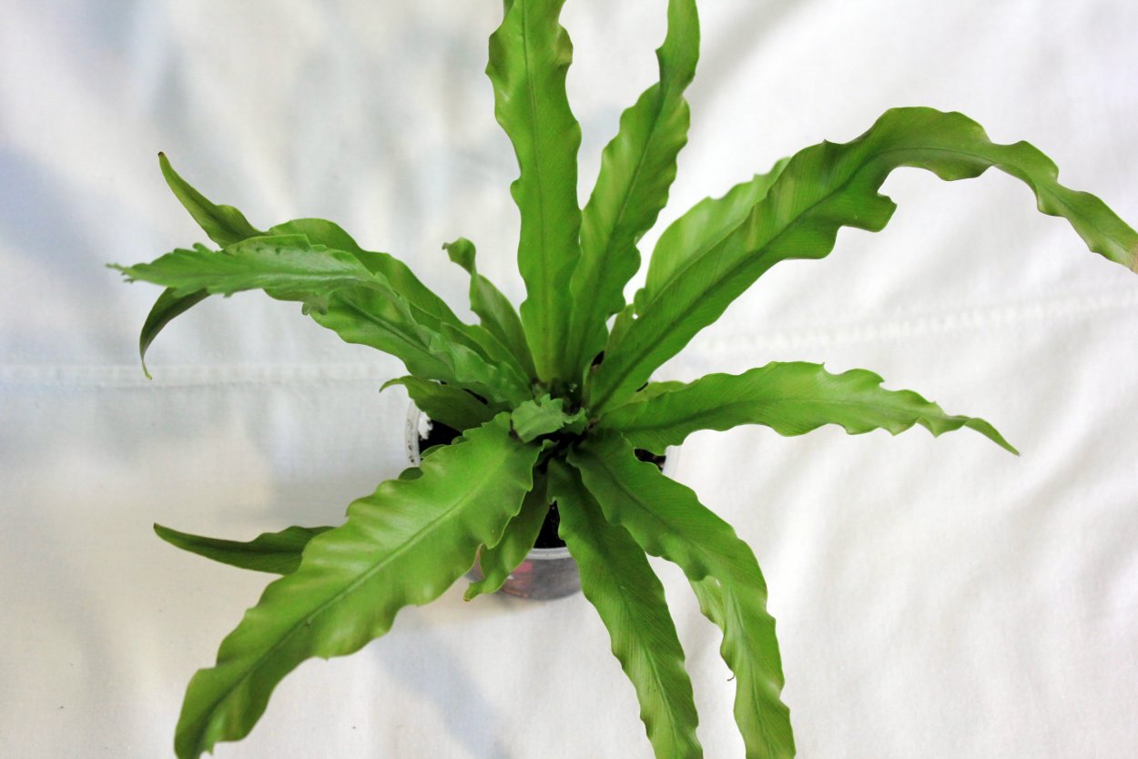 Папоротник асплениум Кобра