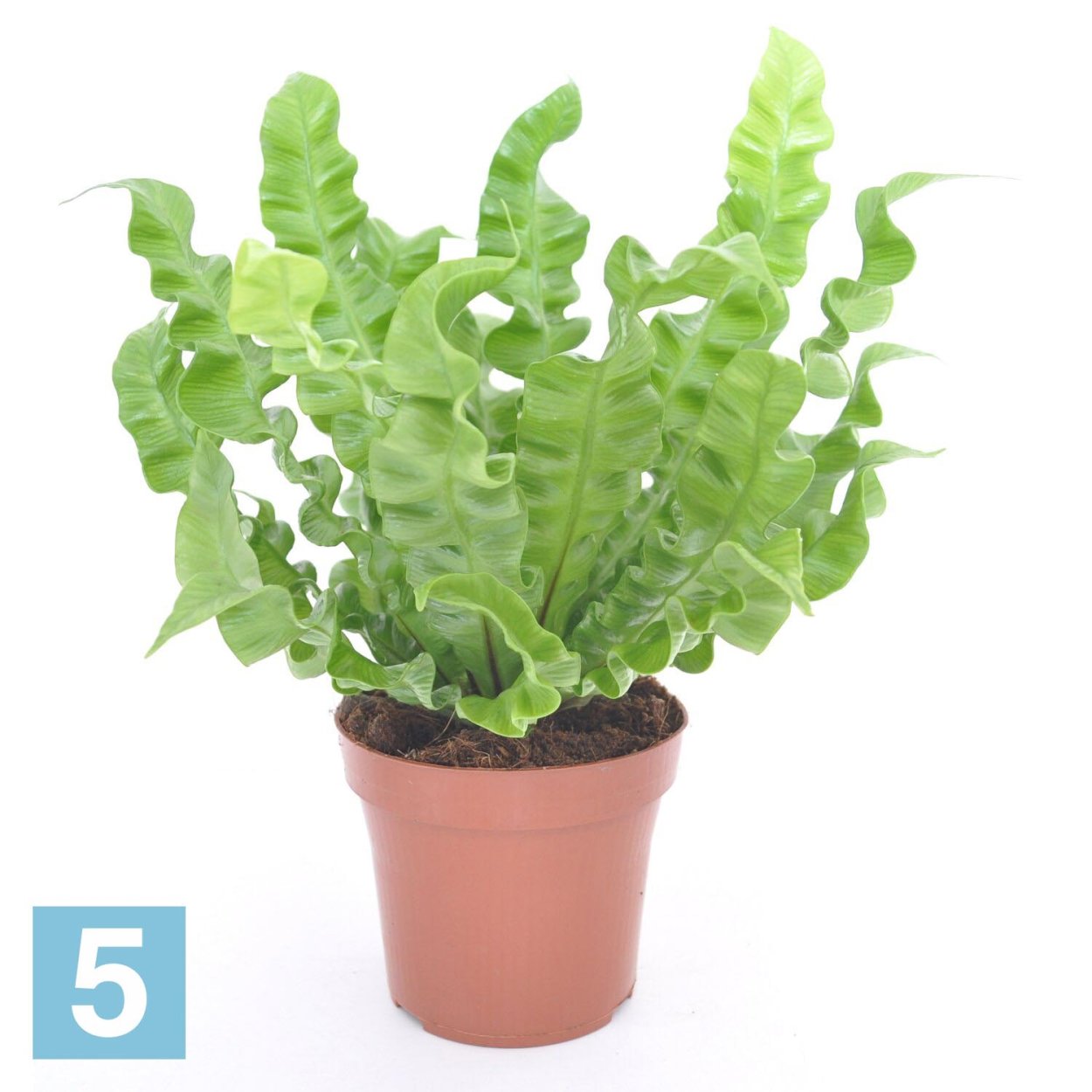 Асплениум Криспи