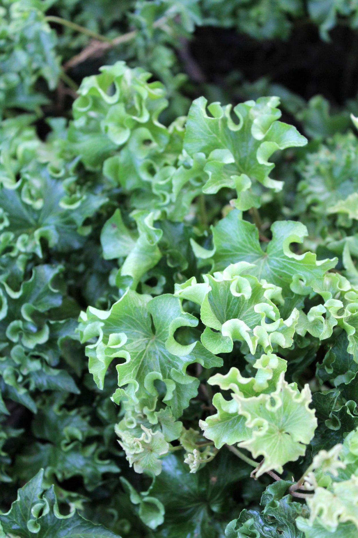 Плющ Кристата