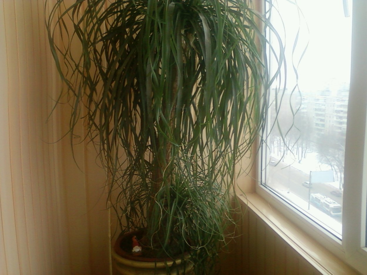 Драцена Нолина