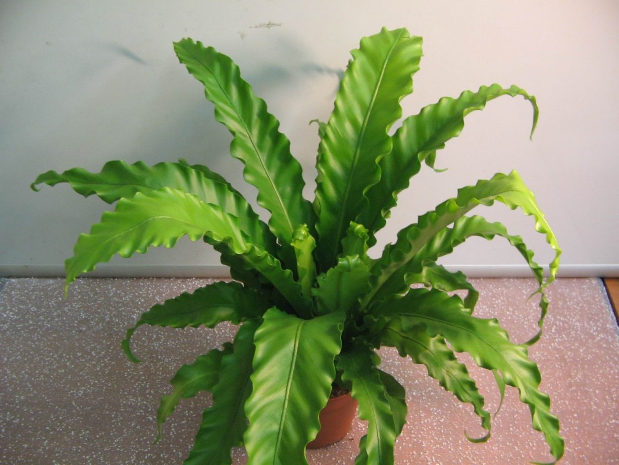 Асплениум южноазиатский