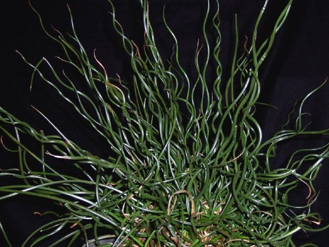 Juncus effusus 'spiralis'