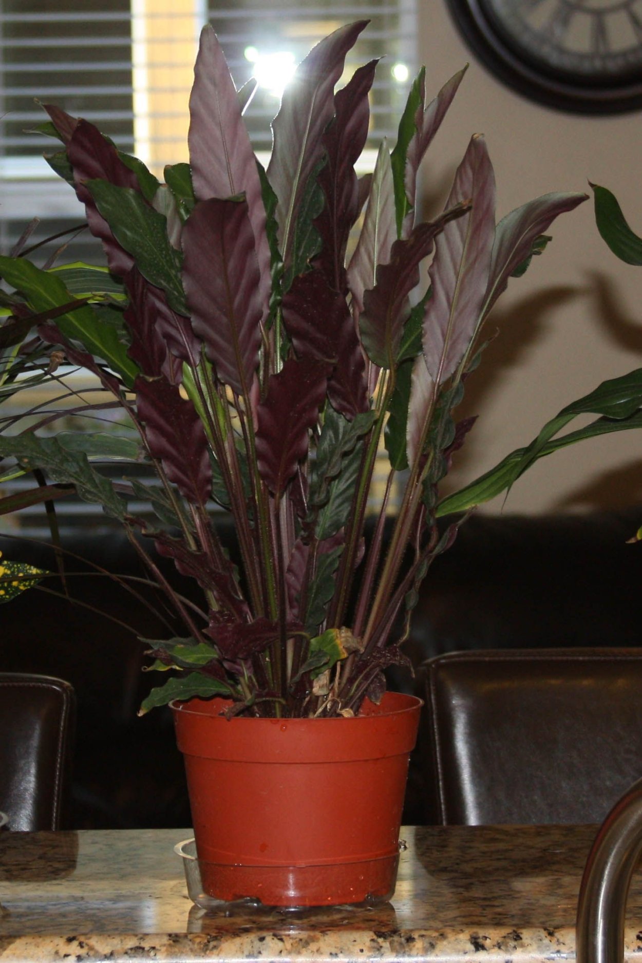 Калатея узколистная