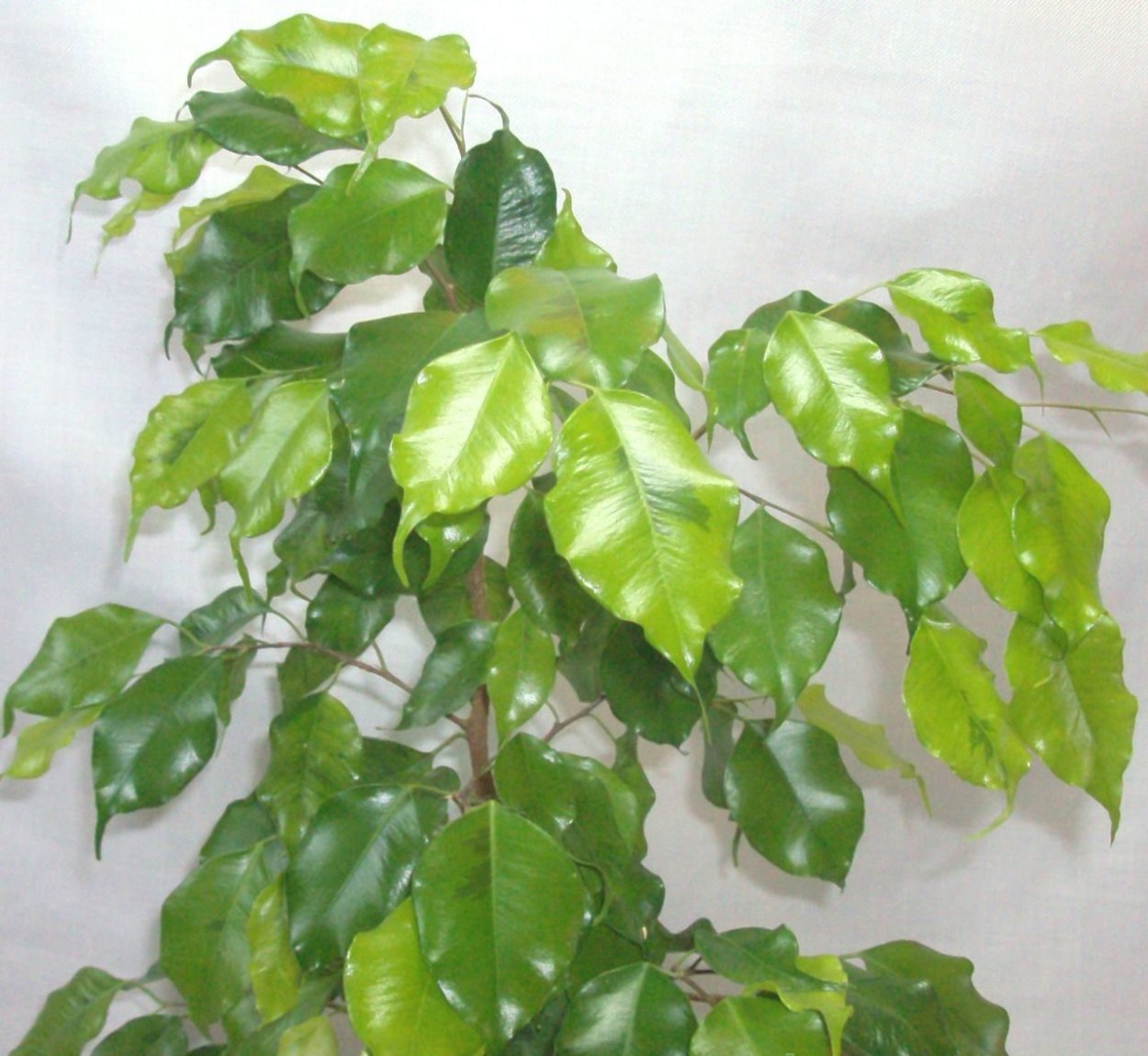 Фикус Бенджамина Наоми