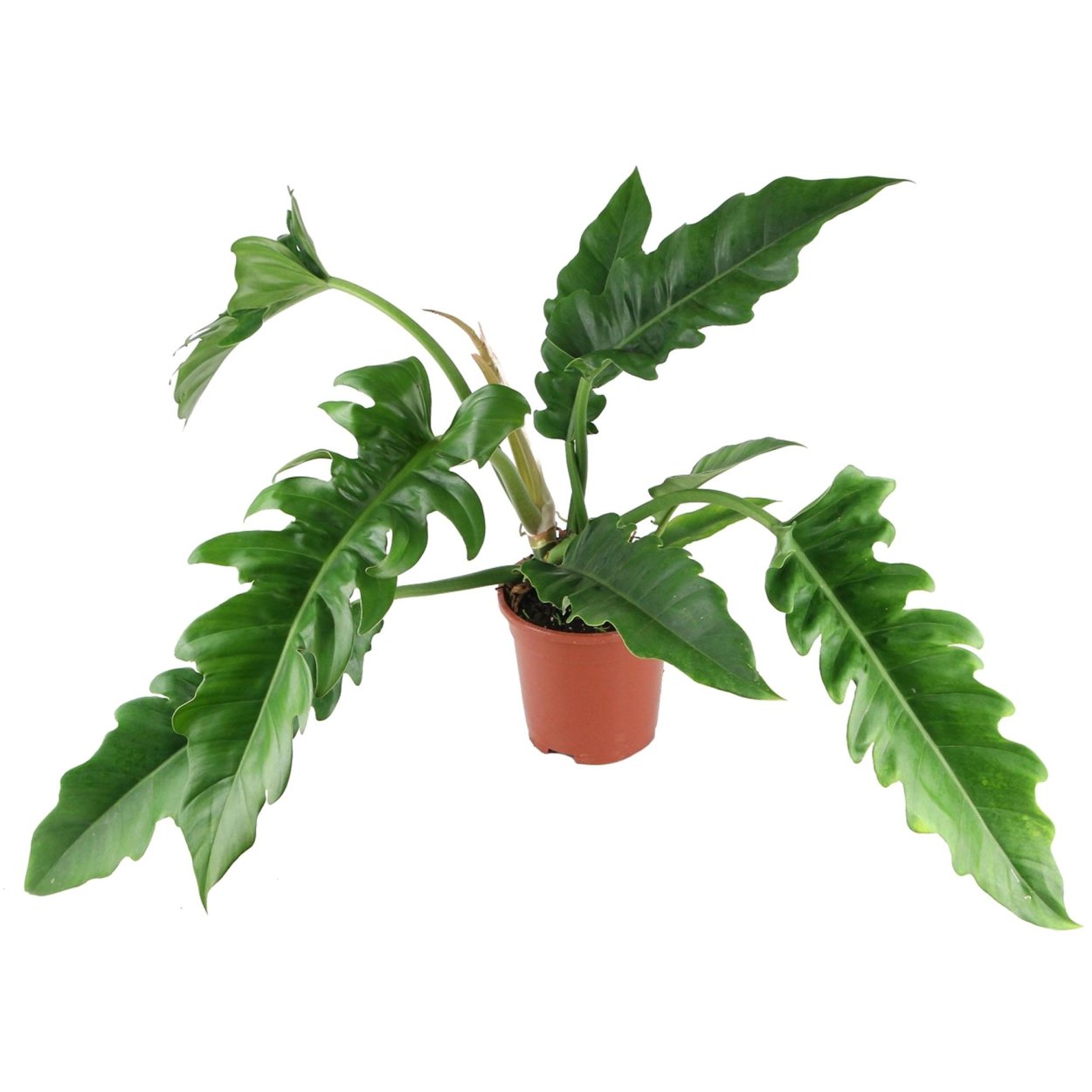 Филодендрон Нарроу