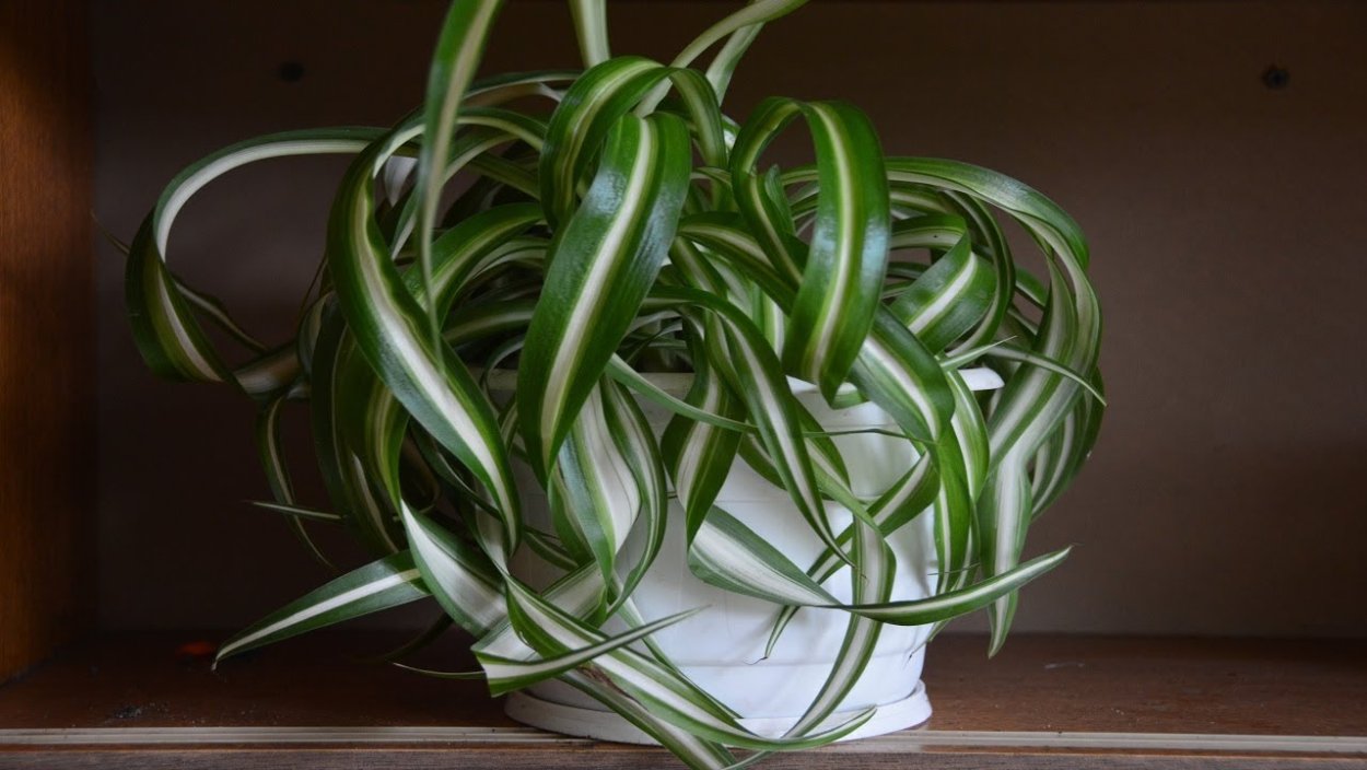 Хлорофитум Бонни d12