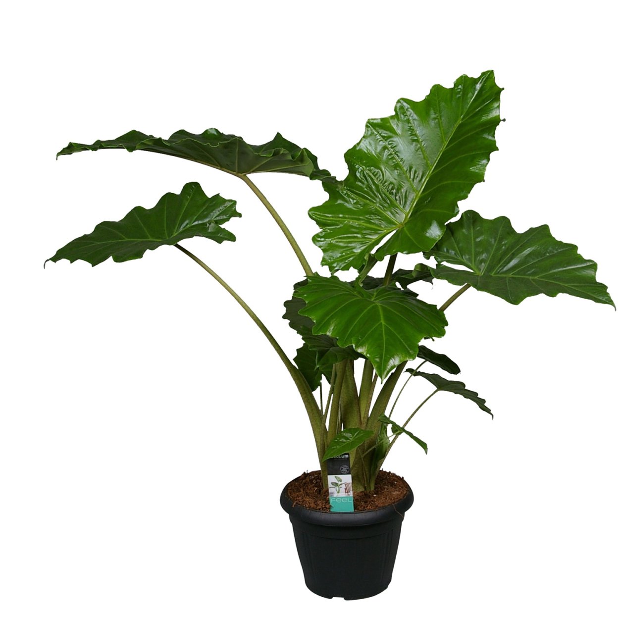 Алоказия Портодора